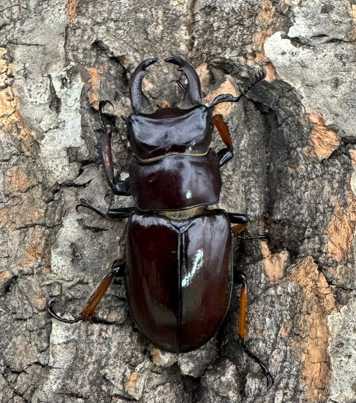 【WD】《イミタトールミヤマ（イミテーターミヤマ） 大型 ペア》