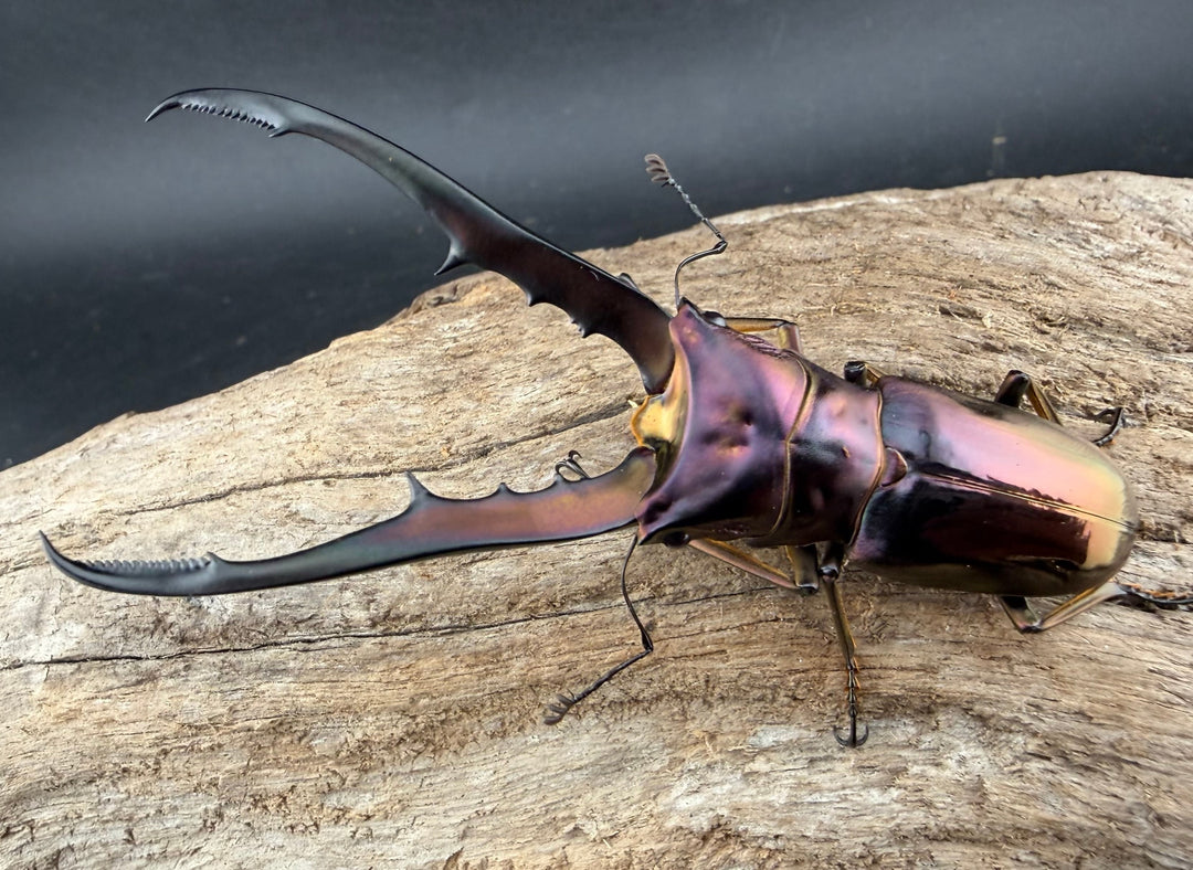 《メタリフェルホソアカ亜種finae 76mm ペア》