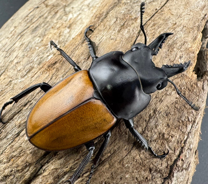 【WD】《ニティドゥスマルバネ亜種lemeei 広西壮族産 47mm ペア》②