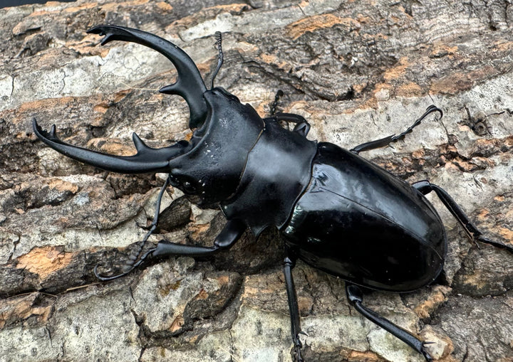 【WD】《インターメディアツヤクワガタ 78mm ペア》