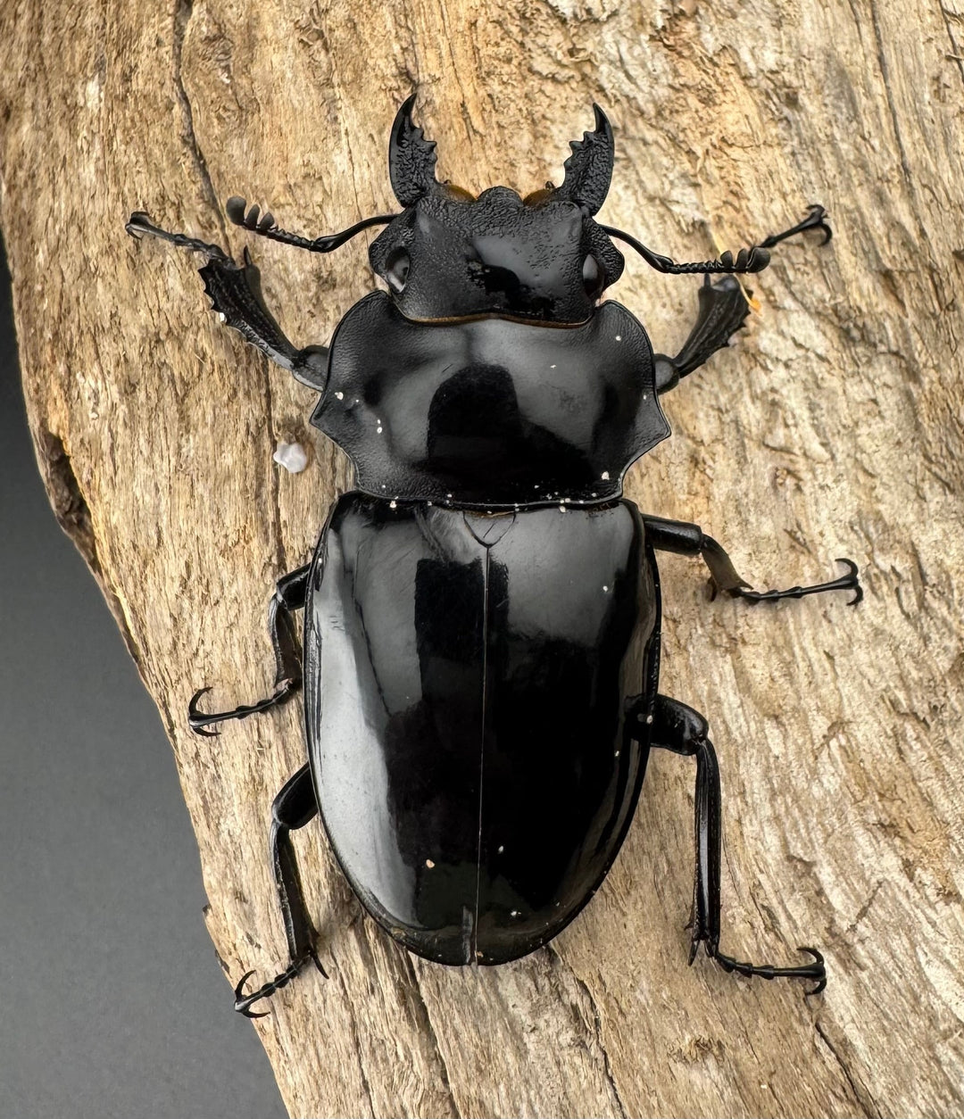 【WD】《インターメディアツヤクワガタ ネグロス島産 95mm ペア》