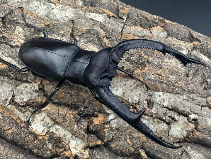 【WD】《マンディブラリスフタマタ 101.5mm ペア》