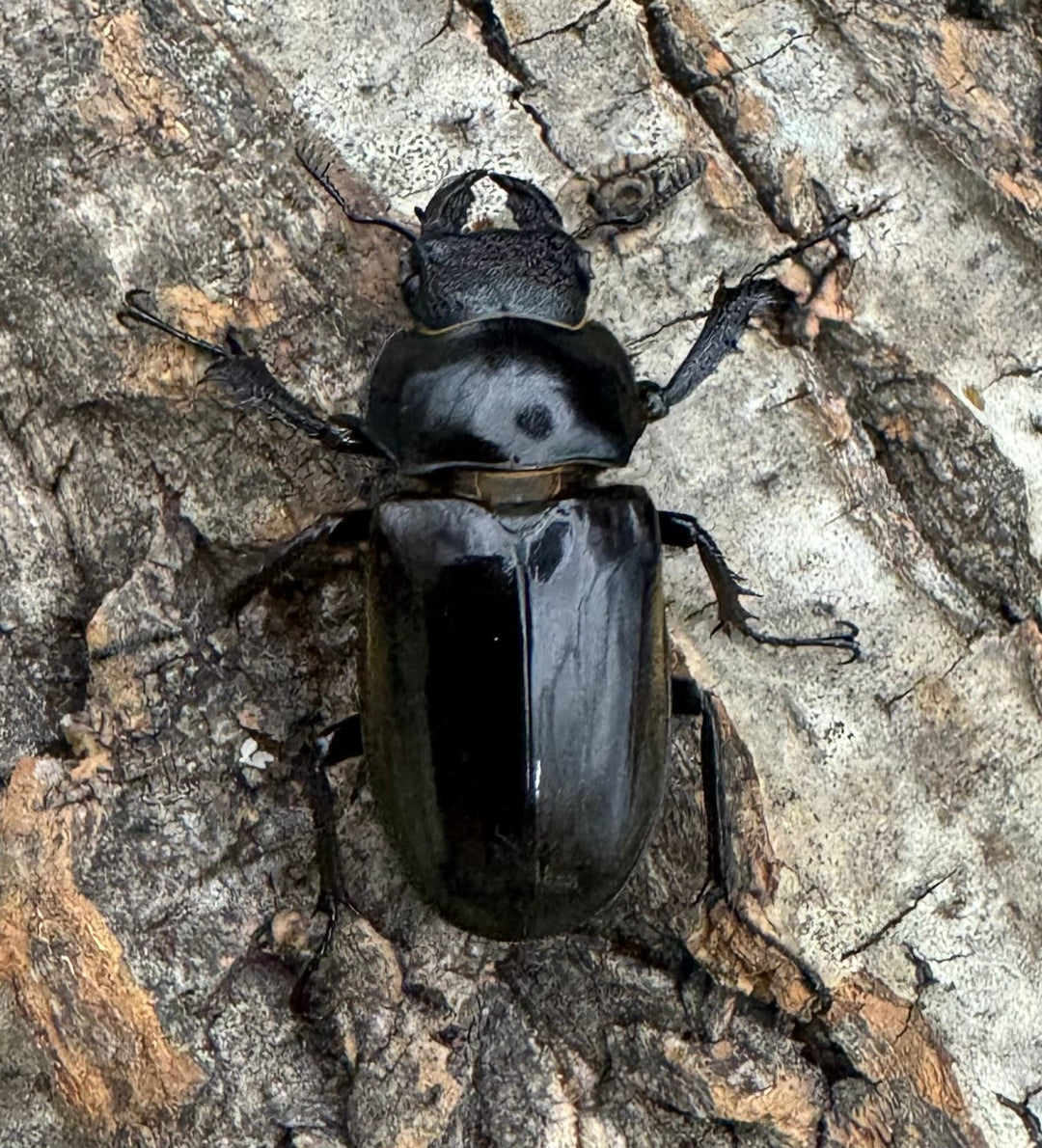 【WD】《チェンミヤマ 69.5mm ペア》