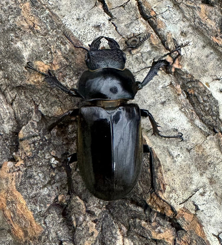 【WD】《チェンミヤマ 69.5mm ペア》