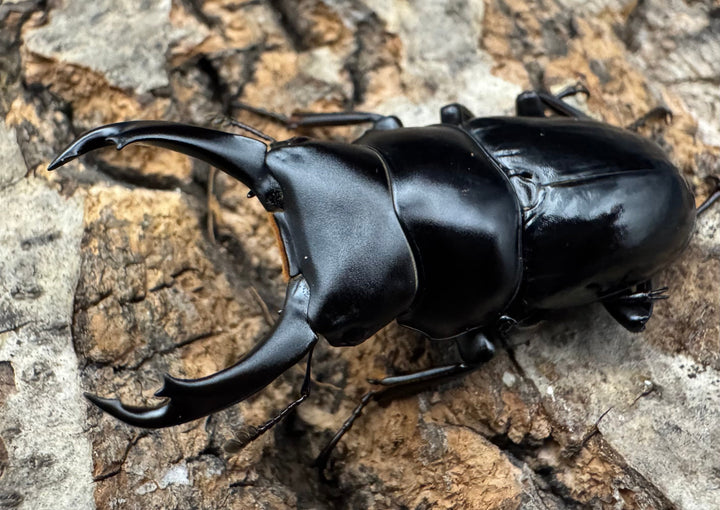 【WD】《シネンシスコクワ ssp. 怒江亜種 43mm ペア》