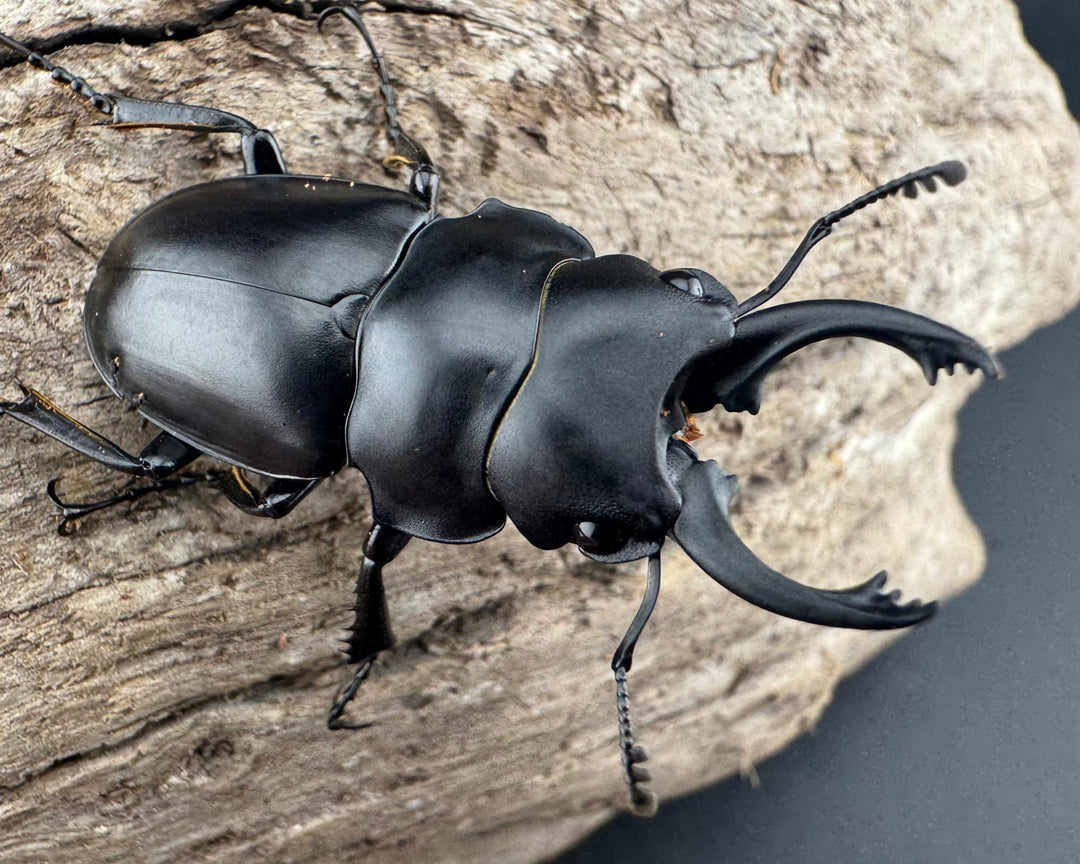 【WD】《プラティノータツヤクワガタ原名亜種 38.5mm ペア》