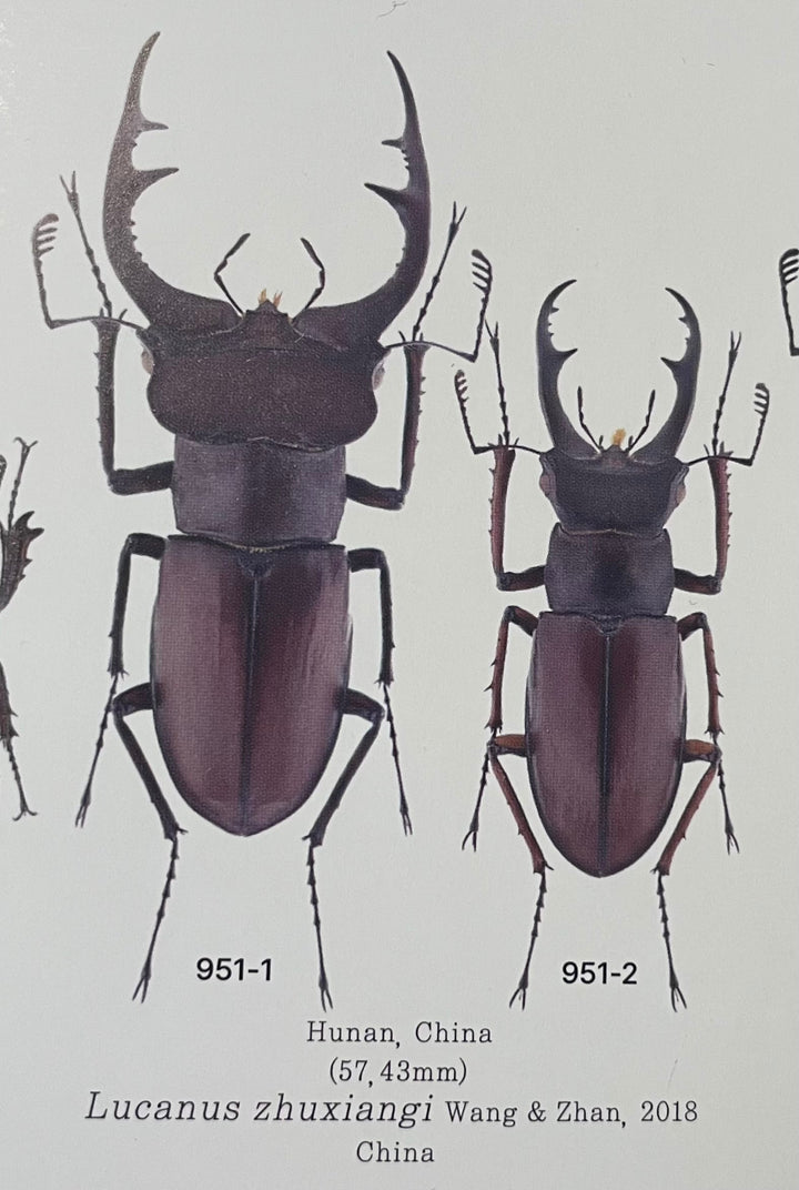 【WD】2018新種記載《ジュシャンミヤマ 58mm ペア》①
