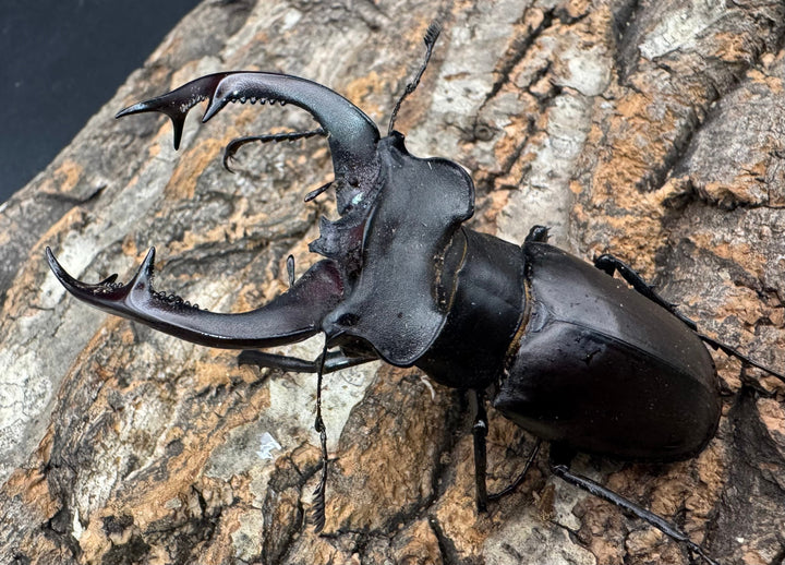 《アクベシアヌスミヤマ 80mm ペア》