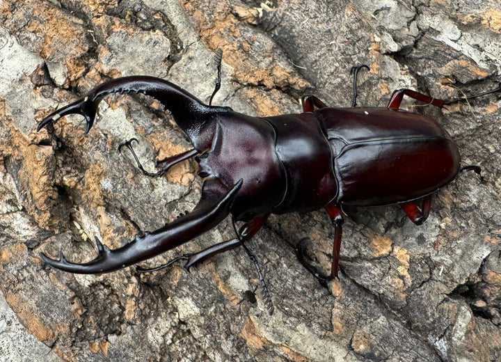 《フォルスターフタマタ亜種ニシ 77mm ペア》Moro氏ブリード個体