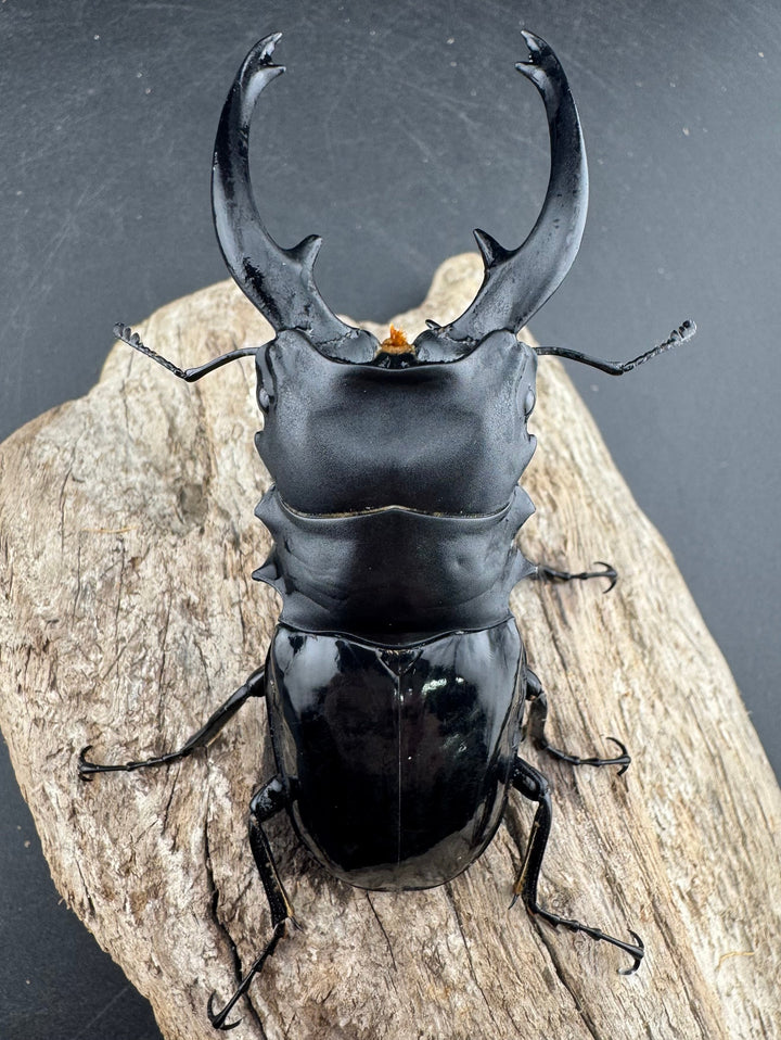 【WD】《インターメディアツヤクワガタ リサル産 93mm ペア》