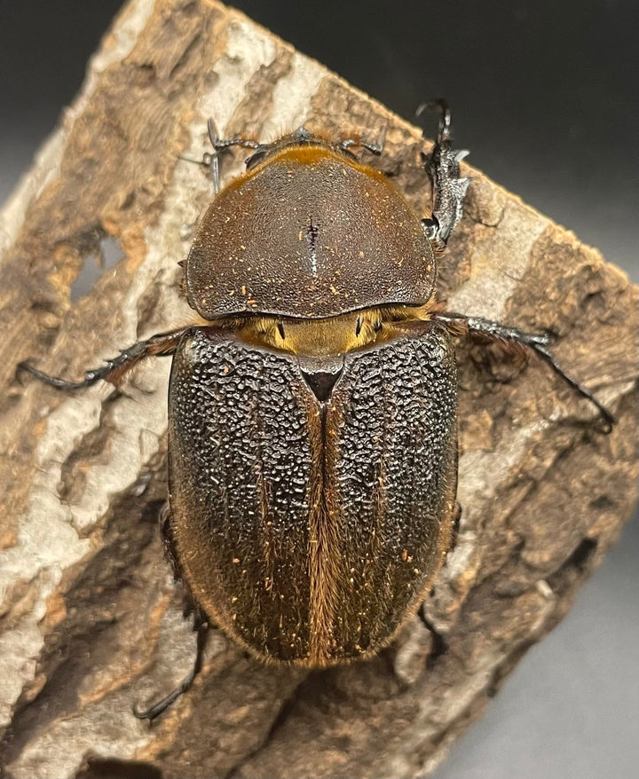 《ヘラクレス・ヘラクレス 145mm ペア》