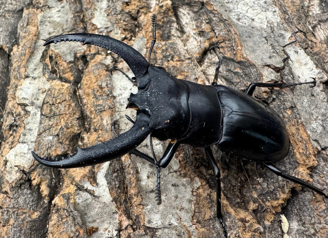 【WD】《リノケロスフタマタクワガタ 71mm ペア》