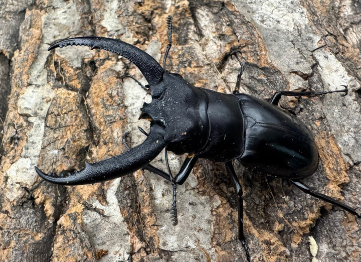 【WD】《リノケロスフタマタクワガタ 71mm ペア》