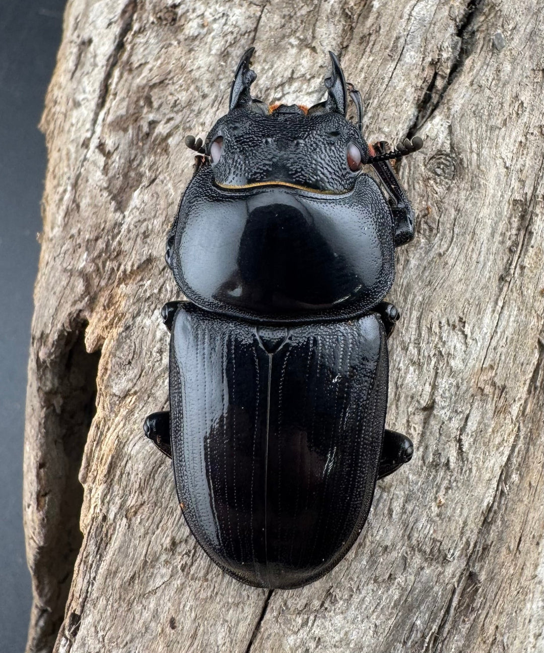 【赤目】《オオクワガタ レッドアイ 能勢産 57mm ペア》