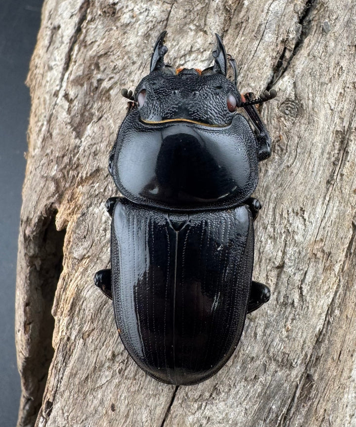 【赤目】《オオクワガタ レッドアイ 能勢産 57mm ペア》