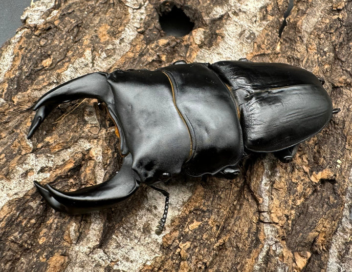 《ホペイオオクワ G 74mm ペア》