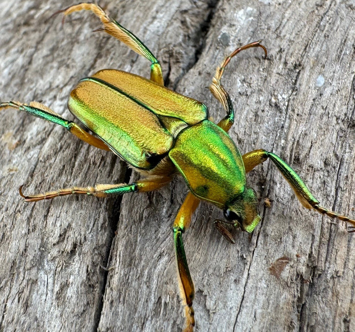 《ホソカブトハナムグリ ペア》②