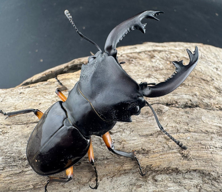 【WD】《インペリアリスツヤ亜種komorii 62mm ペア》