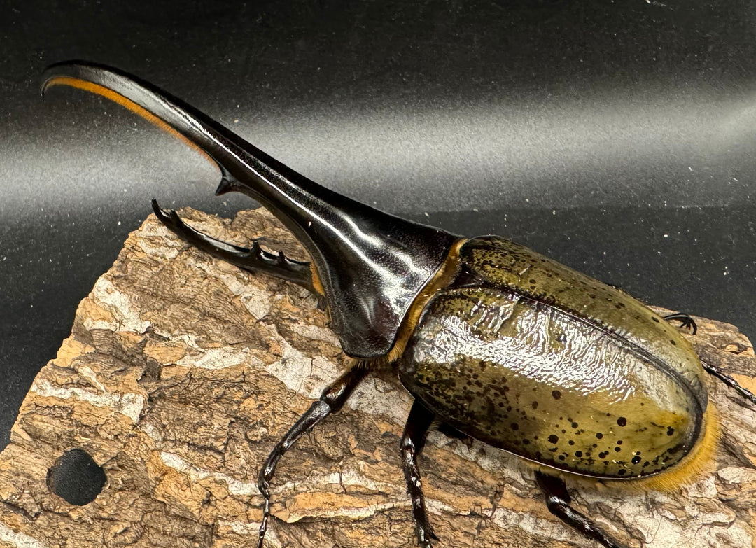 《ヘラクレス・ヘラクレス 153mm ペア》