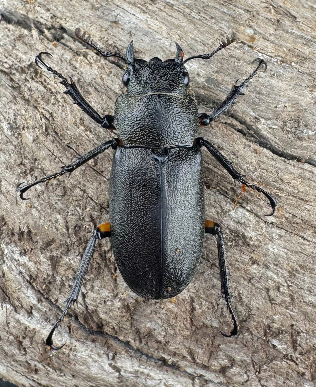 【WD】《エラフスホソアカ 91.5mm ペア》