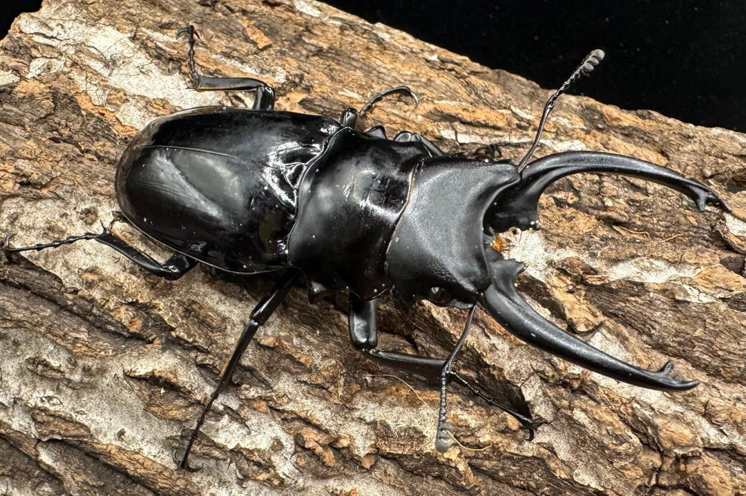 【WD】《ダールマンツヤクワガタ亜種celebensis 82mm ペア》