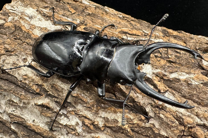 【WD】《ダールマンツヤクワガタ亜種celebensis 82mm ペア》