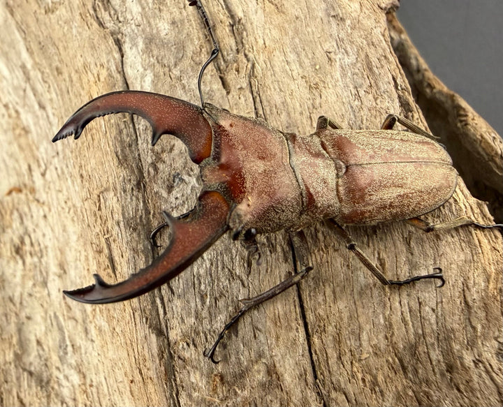 【WD】《スズムラホソアカ ロハス産 38mm ペア》