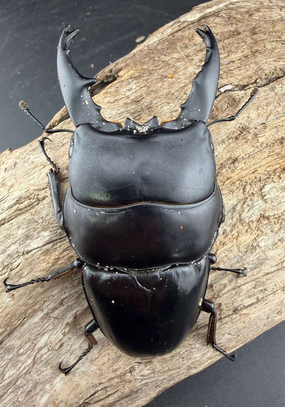 【WD】《アルキデスヒラタ アチェ産 長歯 91mm ペア》