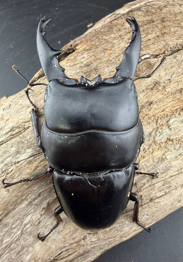 【WD】《アルキデスヒラタ アチェ産 長歯 91mm ペア》