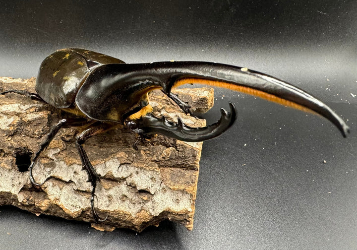 《ヘラクレス・ヘラクレス 152mm ペア》