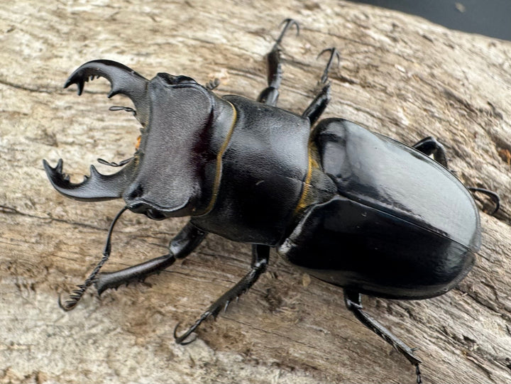 【WF1】《クリイロミヤマ 秀林郷産 44.5mm ペア》