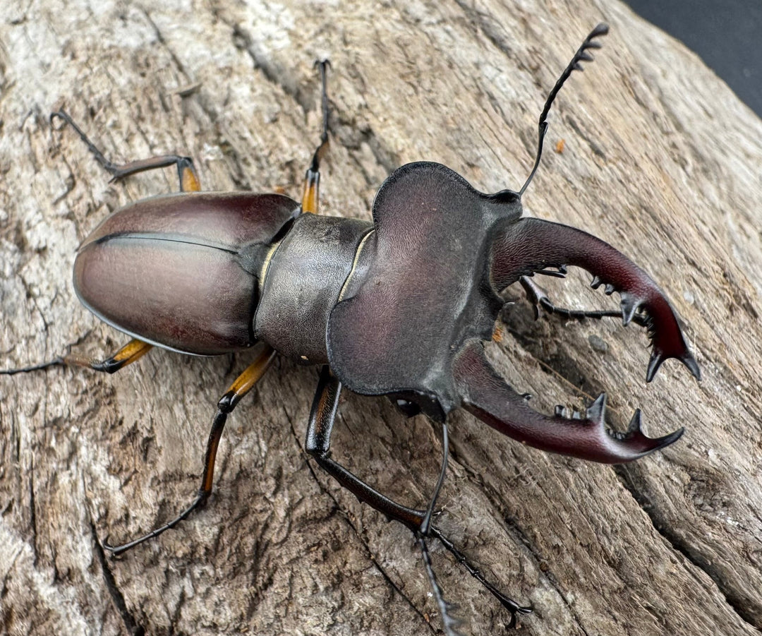 【WD】大型《ウーイーミヤマクワガタ 42mm♂♀♀トリオ》