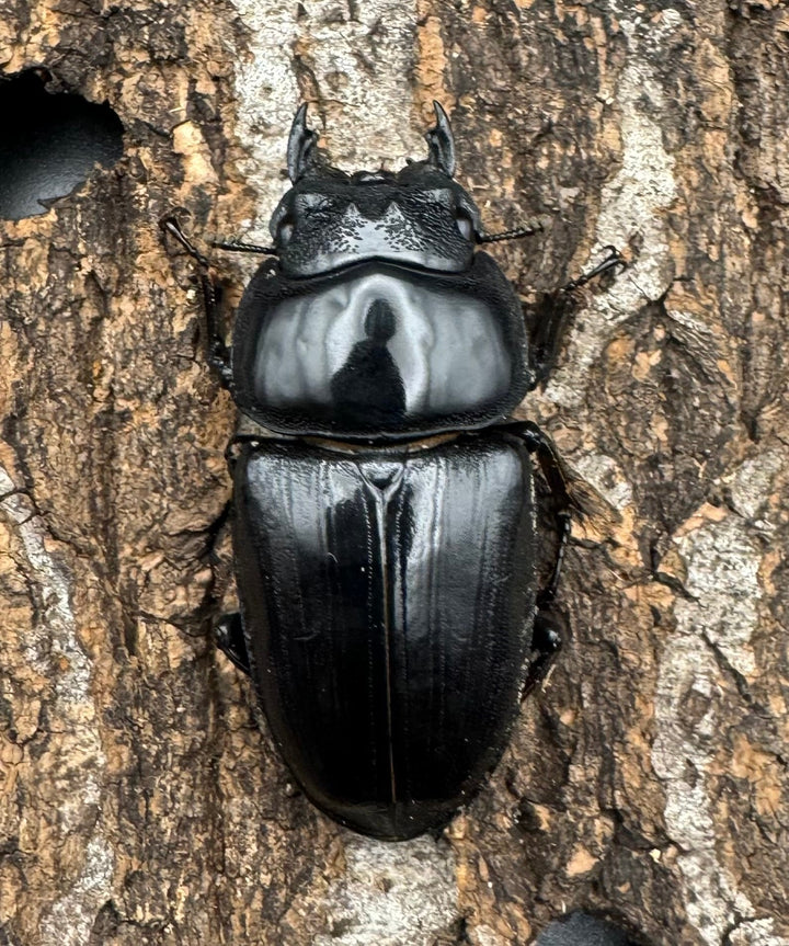 《オオクワガタ TT川西血統 54mm ♀単》ヒート氏ブリード個体