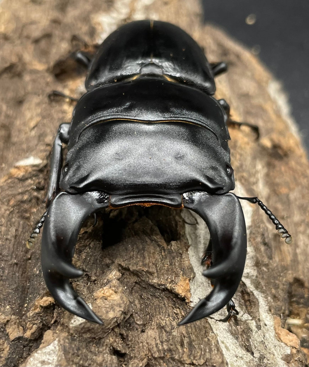 《ホペイオオクワガタ SL血統 73mm ペア》