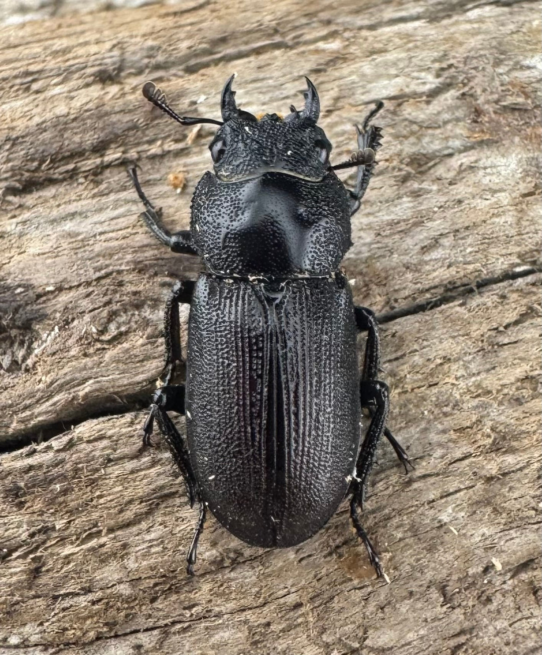 【WF3】《チュチェンセスジクワガタ 24mm ペア》