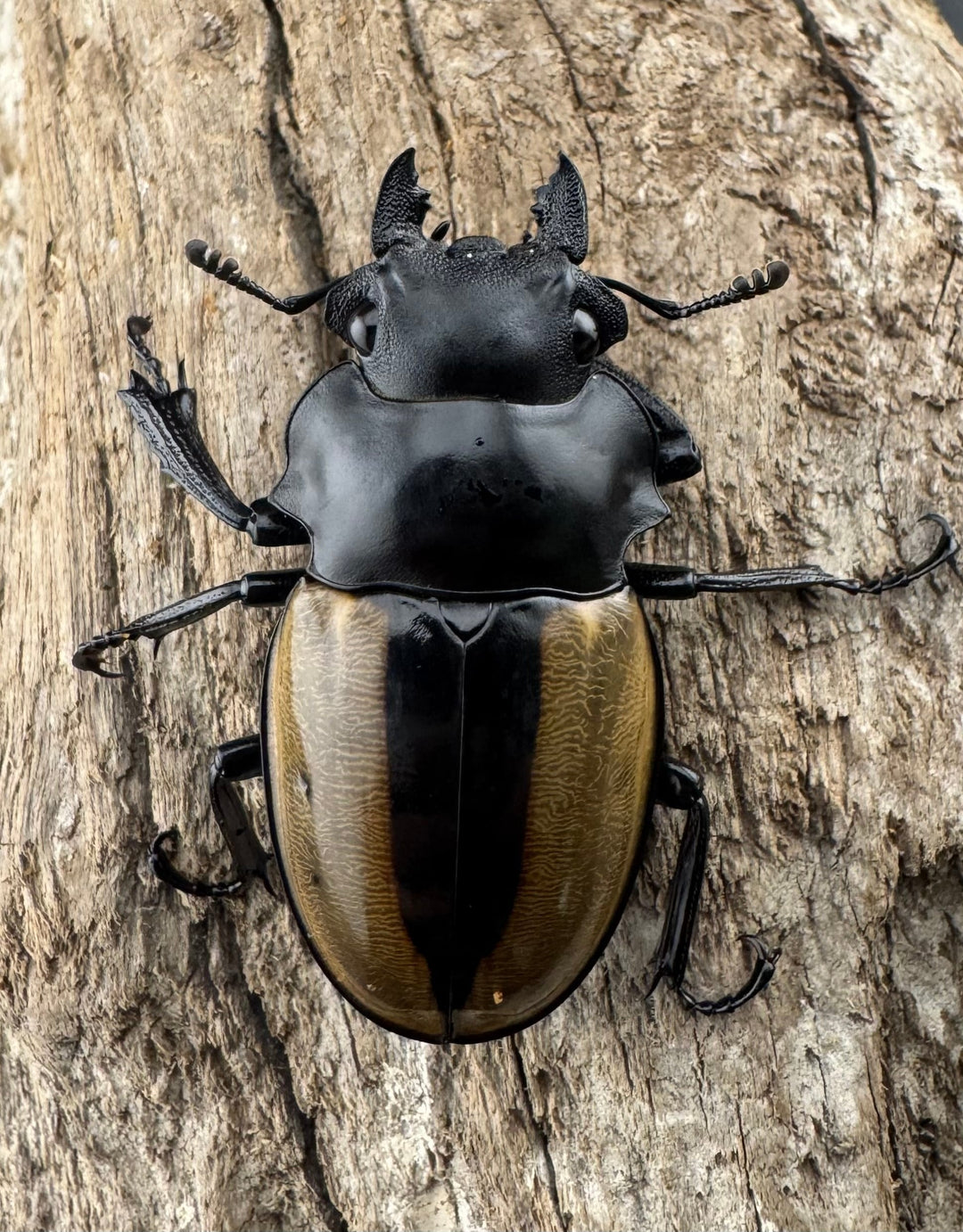 【WD】《ルデキンツヤクワガタ 72mm ペア》