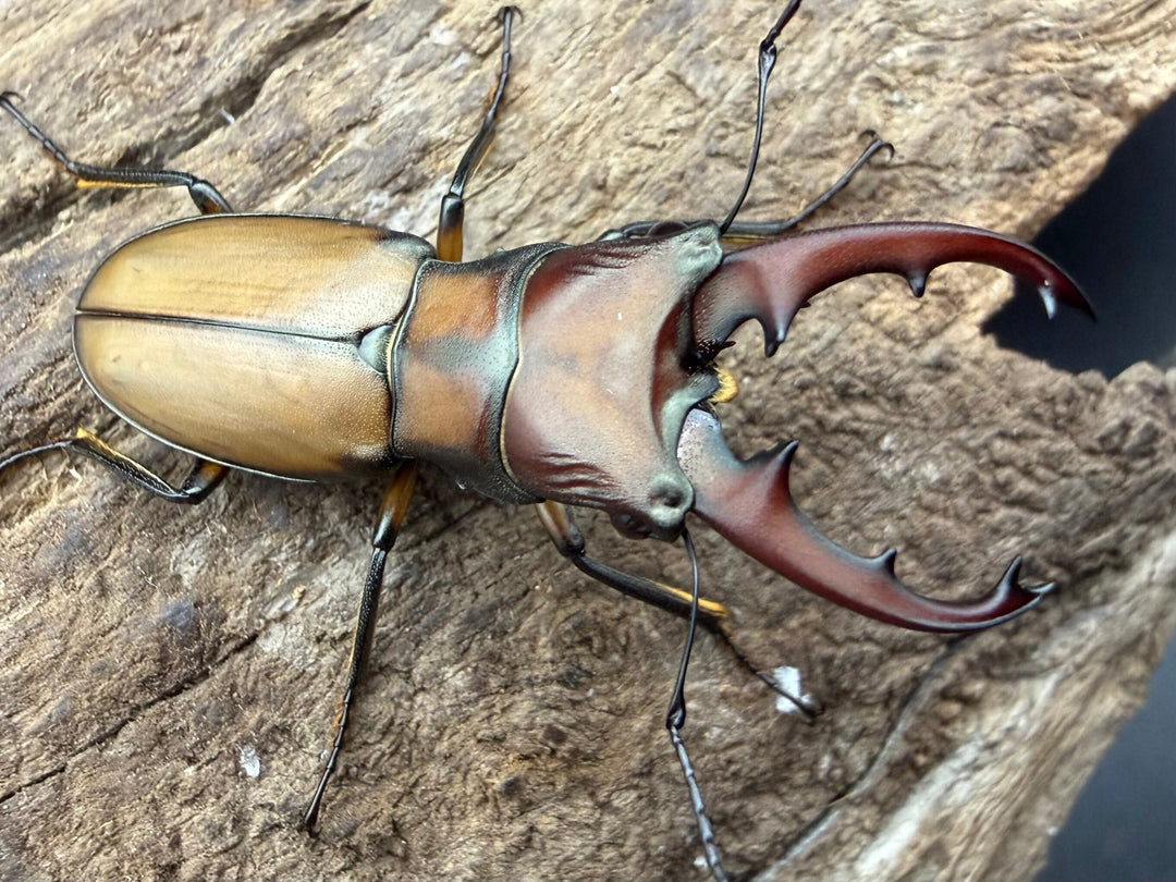 【F0】《エルサホソアカ 剣河県産 31.5mm ペア》