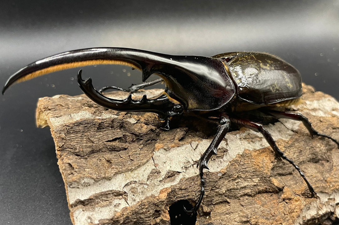 《ヘラクレス・ヘラクレス 126mm ペア》