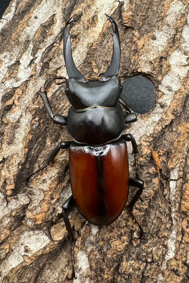 【WD】《マクレイコクワ 58mm ♂♀♀トリオ》