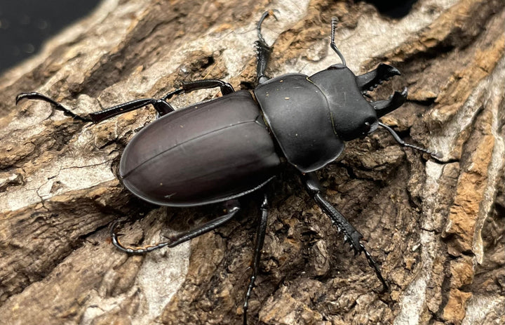 【WD】《チュウゴクマルバネクワガタ原名亜種 35mm ペア》