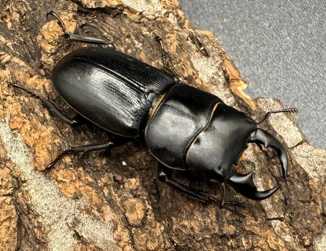 【WD】《ドルクス メンシウス 35mm ペア》