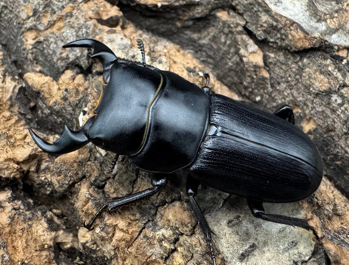 【WD】《ドルクス メンシウス 34ｍｍ ペア》