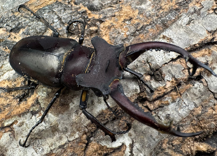 【WF3】《ドンミヤマ 63mm ペア》