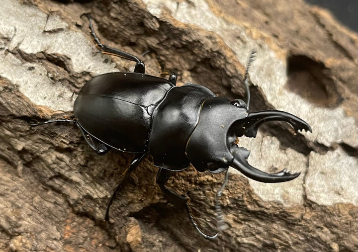 【WD】《プラティノータツヤクワガタ 37.5mmUP ペア》