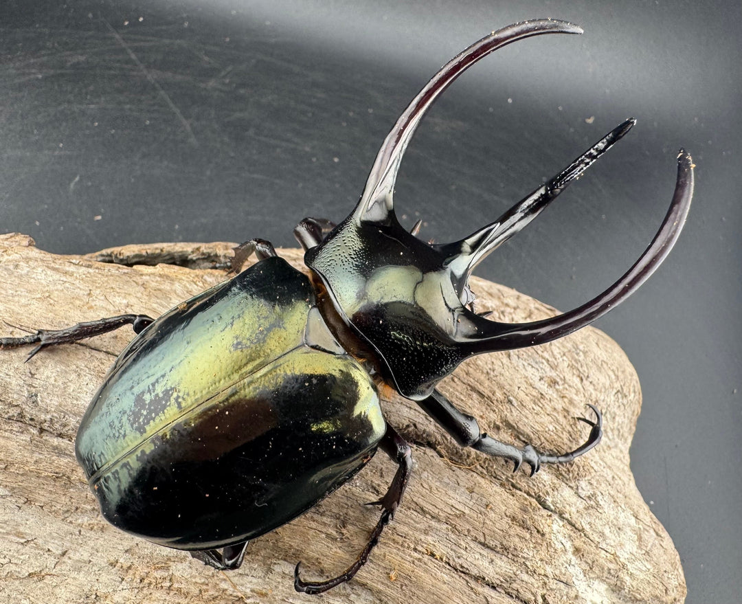 【WD】《ミンダナオアトラスオオカブト マラグサン産 94.5mm ペア》