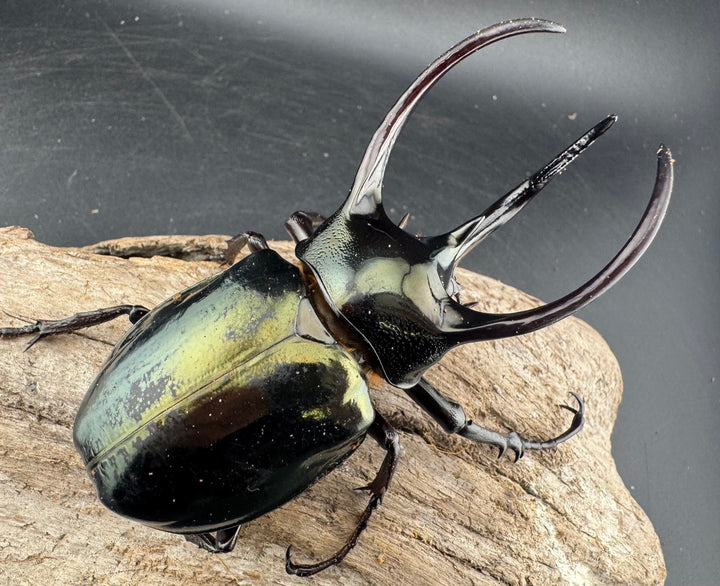 【WD】《ミンダナオアトラスオオカブト マラグサン産 94.5mm ペア》