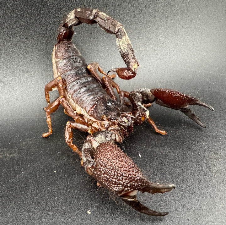 【CH】《スワンメルダムオオハカリサソリ サブアダルト ペア》