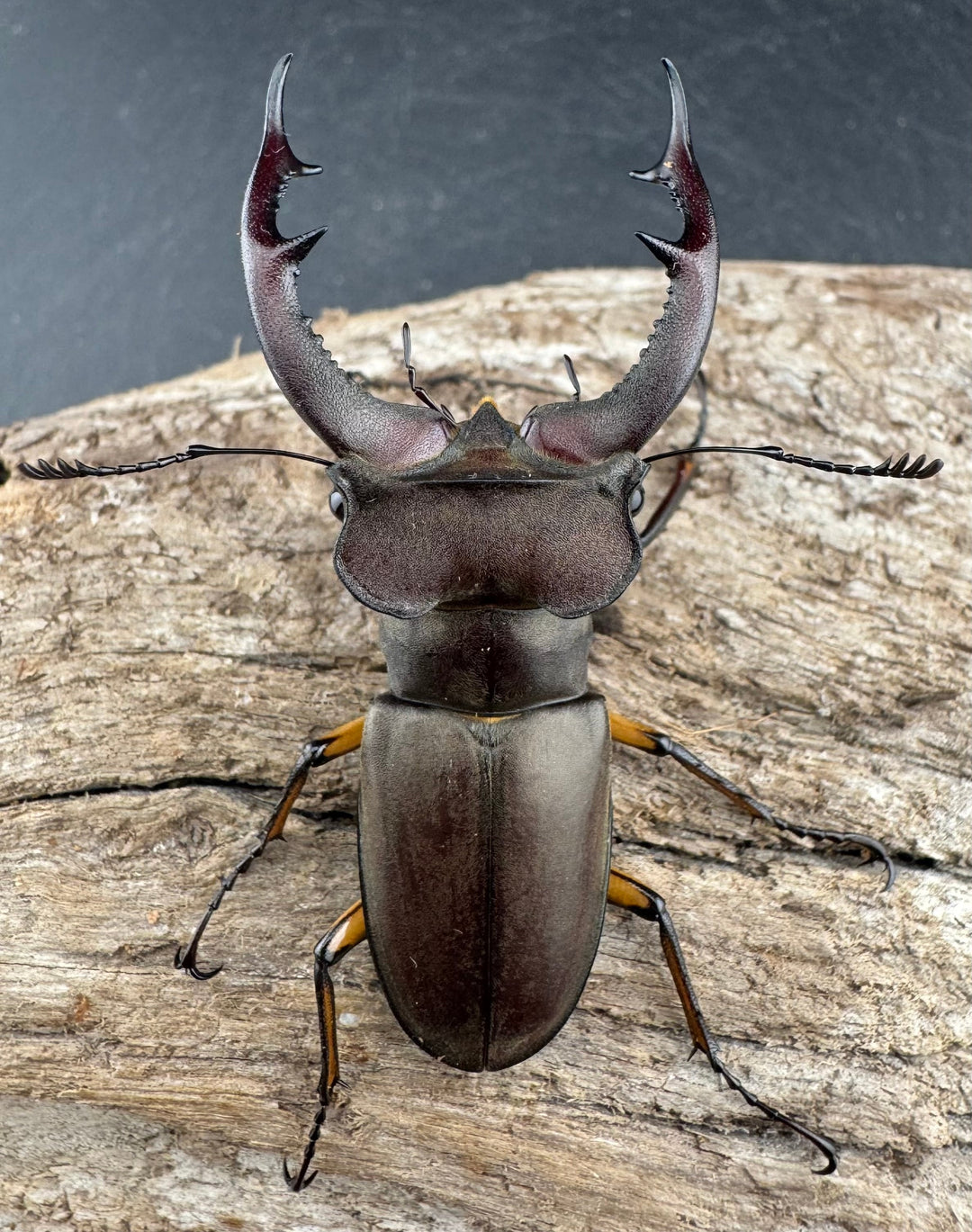 【WD】大型《フォントミヤマクワガタ 61mm ペア》①