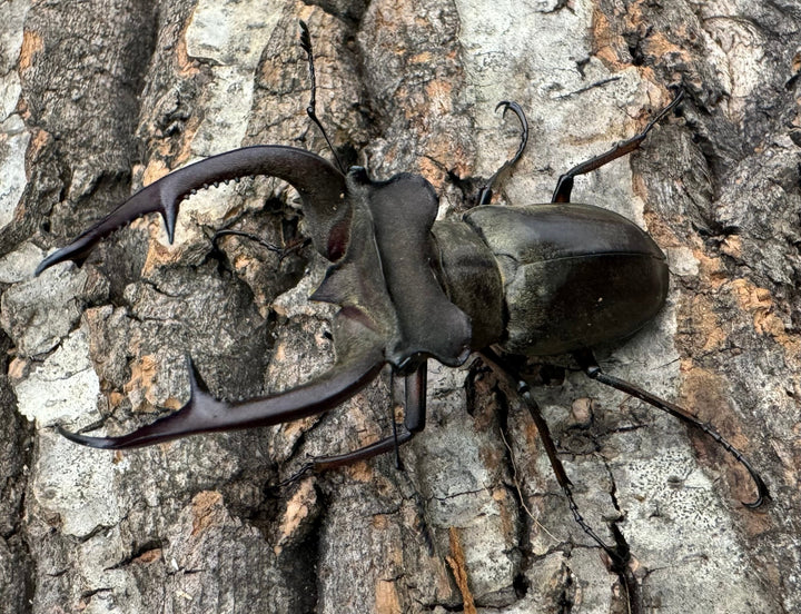 【WD】大型《クラーツミヤマ原名亜種 63mm ペア》