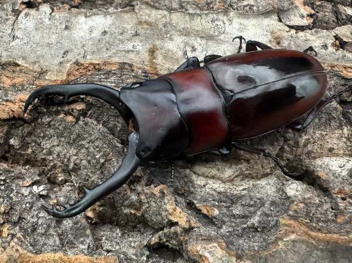 【WD】《ドルサリスノコギリ原名亜種 南カマリネス産 50mmペア》